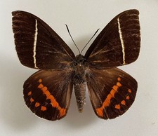 CASTNIA(Amauta) PROCERA****male Nr. 1 **** Southern Costa Rica picture