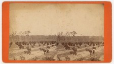 FLORIDA STEREOVIEW - Sorrento - Adams Grove - NL Whitney 1880s picture