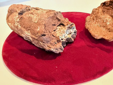 OVIRAPTOR RAPTOR Velociraptor Embryo Egg Fossil picture