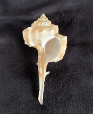 Muricidae Haustellum fallax 56.6mm Natal, South Africa (Species 101) 1989 picture