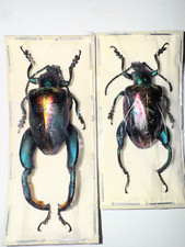Chrysomelidae Sagra buqueti LARGE PAIR 26-27mm A1 from MALAYSIA - #1860 picture