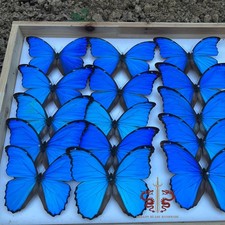 Butterfly specimen Large Blue Morpho menelaus male, 1pc wings spread A1 picture