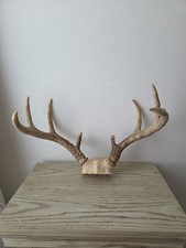 Real Whitetail Deer Antlers 8 Point Buck Skull Cap Taxidermy Mount Hunting  picture