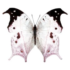 Salamis duprei pink purple black butterfly Madagascar UNMOUNTED picture