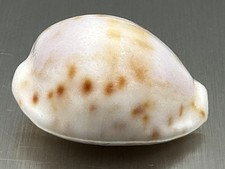 Cypraea rashleighana 19.76mm Outstanding White Specimen Hawaiian Endemic Cowrie picture