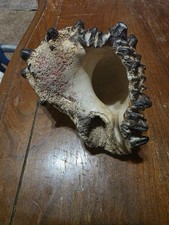 Radish Murex Seashell Conch Hexaplex Radix Gemlin Striped with Points picture