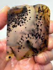 Montana Agate slab Cabbing Lapidary Collecting Combo Ship avail picture