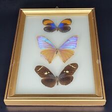 Vintage Wood Framed Butterfly Taxidermy Bubble Convex Glass 8