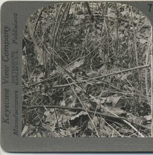 American Woodcock on Nest, c1910, Pennsylvania, History, Stereoview picture