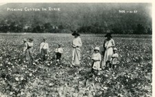 PICKING COTTON IN DIXIE - RPPC Postcard picture