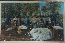 Vintage Memphis TN Cotton Picking Time Linen Postcard Black Americana Unused picture