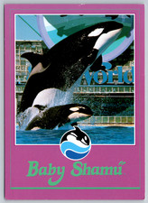 c1980s SeaWorld Baby Shamu Orca Whale Postcard picture