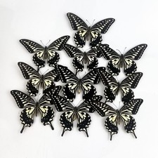 10 Real Asian Swallowtail Butterfly Specimens Papilio xuthus Spread Wings DIY picture