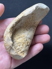 HUGE Fossil Cetacean Great Quality Ear Bone Tympanic Bulla - 3.75