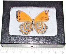 Crenis pechueli VERSO yellow orange blue butterfly Africa FRAMED picture