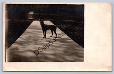 K60/ Interesting RPPC Postcard c1910 Chihuahua Pet Dog Sidewalk 370 picture