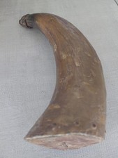 Antique powder horn, likely dating from the 18th or 19th century 12 in x 3.25