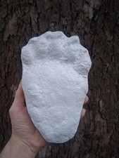 Bear: Black Bear Footprint Track Paw Print Alaska #2 Plaster Paw Print Cast  picture