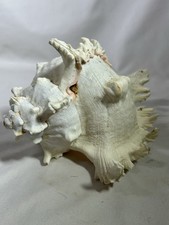 Seashell Indo Pacific Ocean Chicoreus Ramosus Ramose Murex Conch Shell Ocean picture