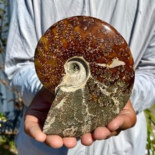 1.16LB Natural Fossil Snail Agate Fancy Cabochon Gemstones picture