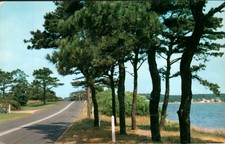 Montmagny Quebec - Along the Highway, Pine Trees by the Water - Postcard - c1970 picture