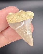 Worn GREAT WHITE Shark Tooth Fossil 1.22” from California picture