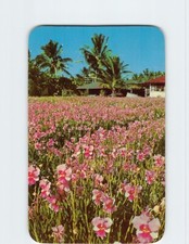 Postcard Vanda Orchids (Vanda 