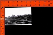 Photograph Fallen Trees Timber Logging Operation Clearcut Forest 2006 picture