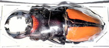 Lucanidae Odontolabis vollenhoveni 75mm A1 from BORNEO - #1171 picture
