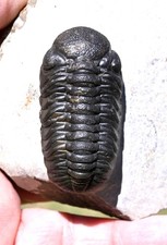 Trilobite Fossil, Phacops sp, from Morocco #1 picture