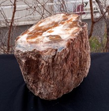 8 Lb 12 Oz Rare Opalized Mirror Polished Multicolor Big Petrified Wood Uv picture