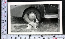 Furry Pet Dog Outside at Car Tire Dark Ears Sad Looking 1940 Photo Snapshot picture