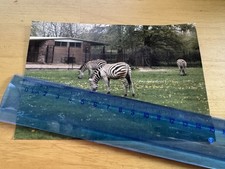 Photo - Chester Zoo Zebra - 1986 - Cheshire England Britain UK GB Animals Zebras picture