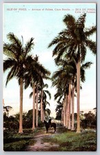 Avenue of Palms Cayo Bonito Isle of Pines Cubs c1910 Postcard picture
