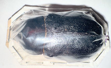 Dynastinae Golofa claviger 49mm A1 FEMALE from PERU - #4413 picture