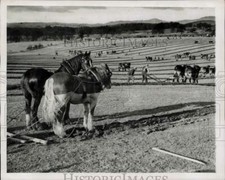 1946 Press Photo Teams compete in the plowing march in Perthshire, Scotland picture