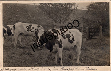 Real Photo 1916 View Of Several Cows On Farm in Philadelphia PA RPPC W682 picture