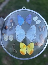 Vintage Tropical Convex Double Glass Frame - Blue Morpho Butterfly Taxidermy EUC picture