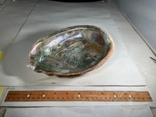 Beautiful Large Red Abalone Shell Natural Specimen 8