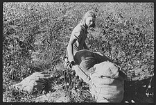 Photo:Statesville North Carolina J.A. Johnson Picking Cotton 1930s FSA picture