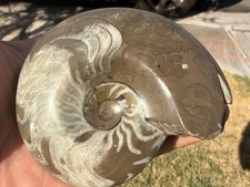 Large 3.75” Polished Madagascar Ammonite Fossil-Whole Specimen-Museum Quality picture