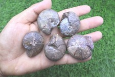 5 PCs Genuine Maenoceras Goniatite Devonian Fossil Morocco Collector Ammonites  picture