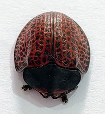 T-288 Chrysomelidae picture
