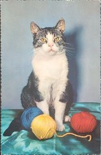 Vintage Cat Postcard 1962 Postmarked US Made in Germany picture