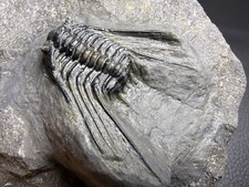 Leonaspis Trilobite – Rare and Highly Sought After Premium Quality picture