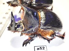 Scarabaeidae, Heliocopris gigas Egypt female + male A1 (Pair) a52 picture