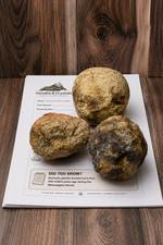 3 Unopened Kentucky Geodes + Discovery Booklet Crack Your Own Lincoln County Ky picture