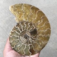 TOP 240g Natural ammonite fossil conch crystal specimen healing care Gift picture