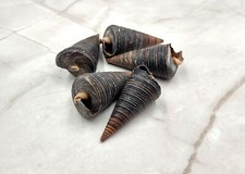 Telescope Snail Seashells Dark Brown Telescopium (5 shells approx. 2+ inches) picture