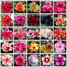 1000 SEEDS ADENIUM OBESUM DESERT ROSES DOUBLE / TRIPLE FLOWERS MIXED ASSORTED #2 picture